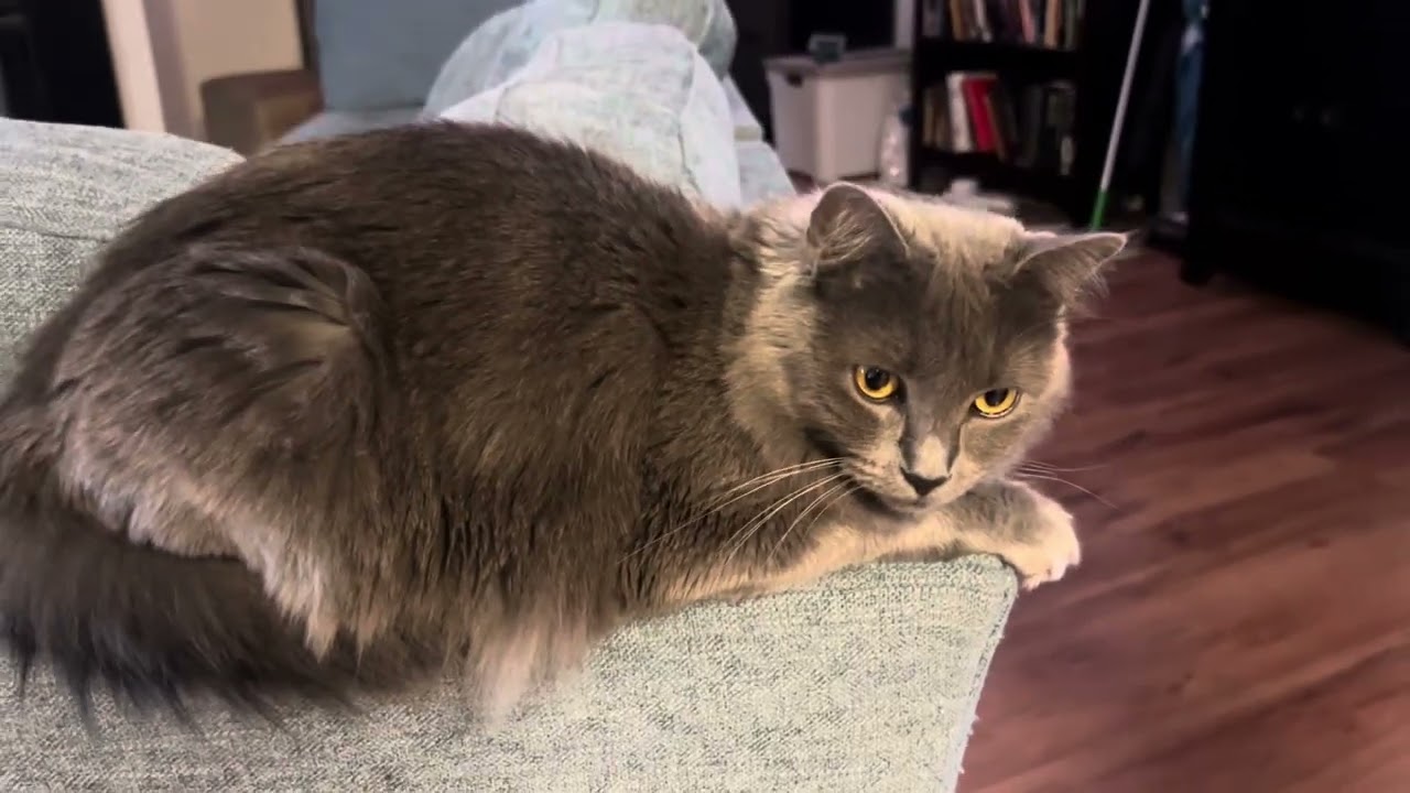 I talk to my cat about deep thoughts