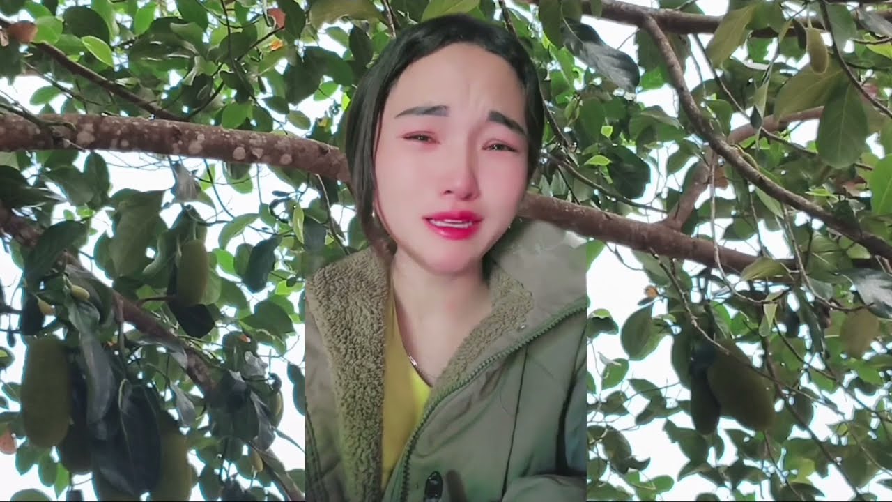 Ntxawm Faj Quaj Quaj Ntxhai Nplaub Tsheej Muas Tij Laug Yuav Muab Vaj Vaj Ntxwj Pob Ntxeg
