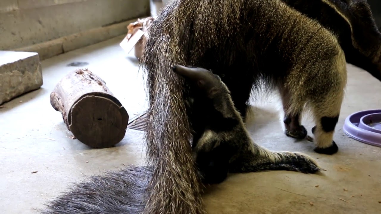 Baby Giant Anteater's First Steps
