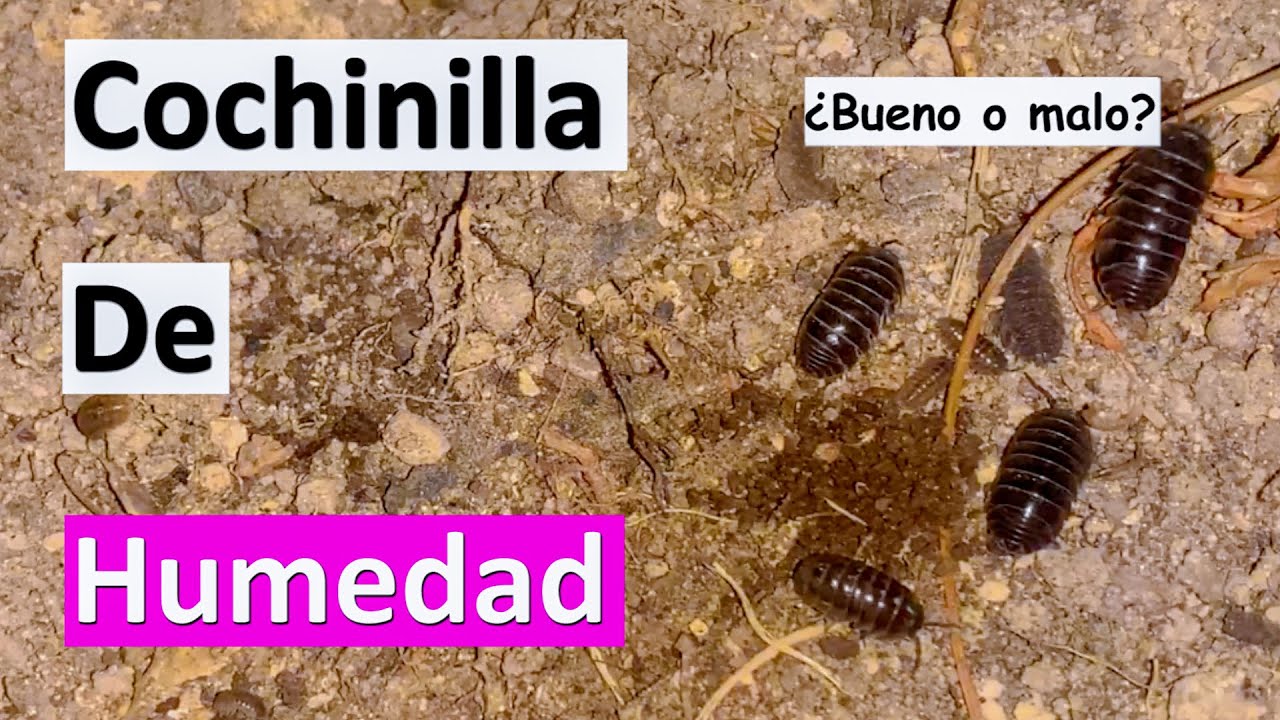Cochinilla de Humedad | Desierto Verde