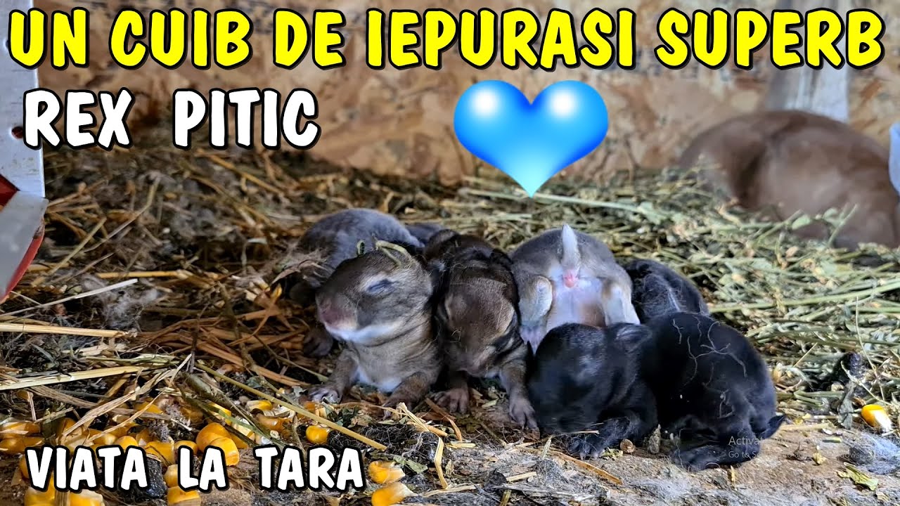 Viața la țară - au fătat femelele de iepuraș Rex Pitic a lui Gabriel