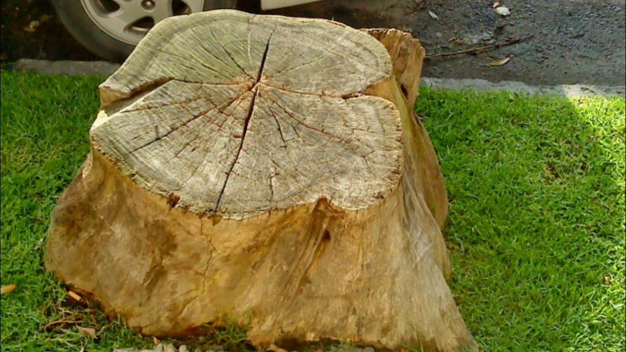 Como secar un árbol....Como sacarlo...Como deshacerme de un árbol.Parte 1.#maverickgadela