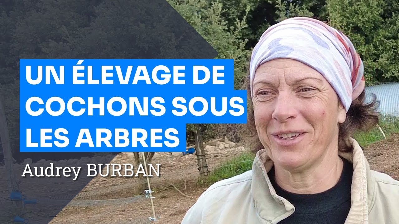 Élevage Porcin et Agroforesterie dans les Cévennes