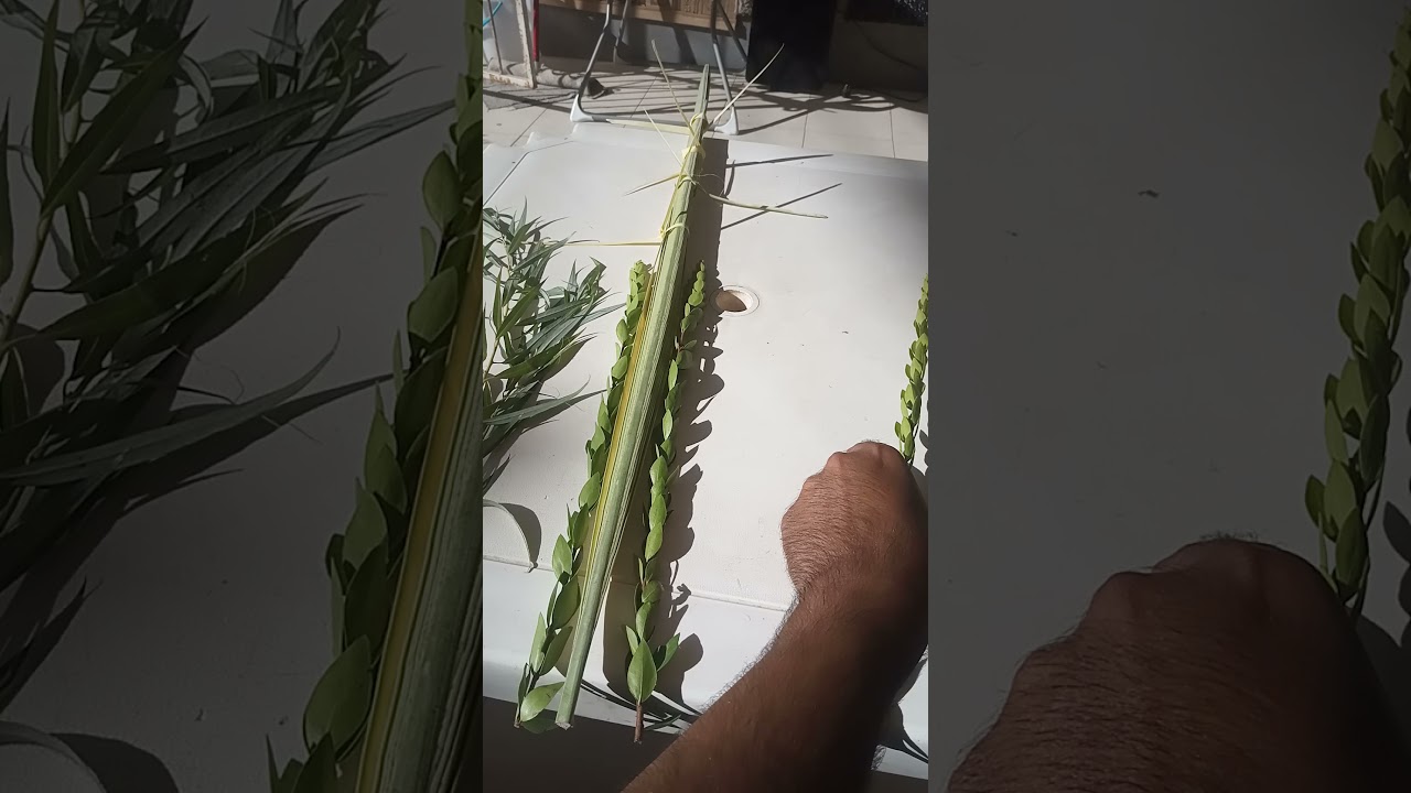 ארבעת המינים חיבור לולב ערבה והדס