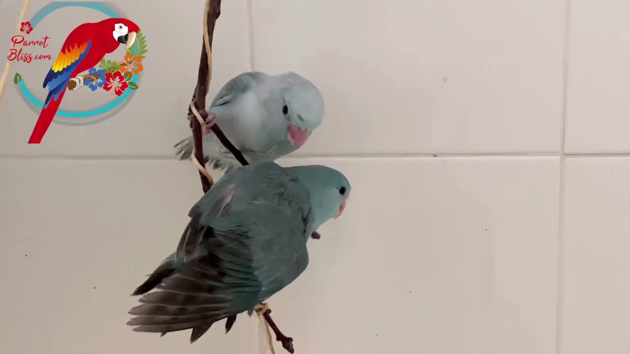 Parrotlets: When To Get 1 From A Breeder & Can You See Gender At Birth?#Parrot_Bliss #Parrotlets