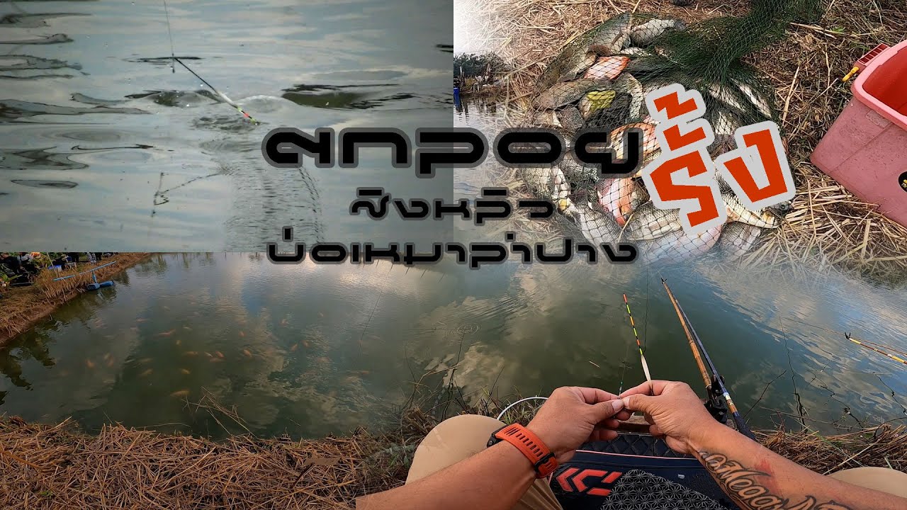 Float fishing with a long rod at a privately owned pond in Lampang.