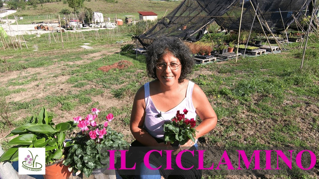 CICLAMINO: CURE E SEGRETI PER FARLO VIVERE A LUNGO
