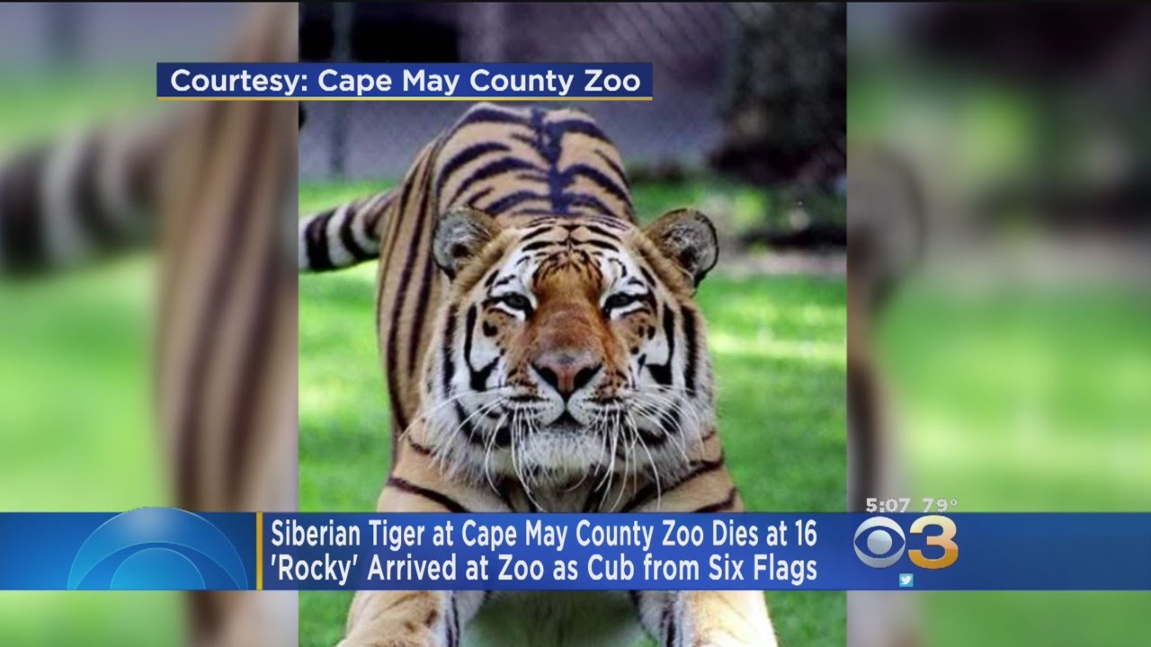 Cape May County Zoo's 'Rocky' The Tiger Dies