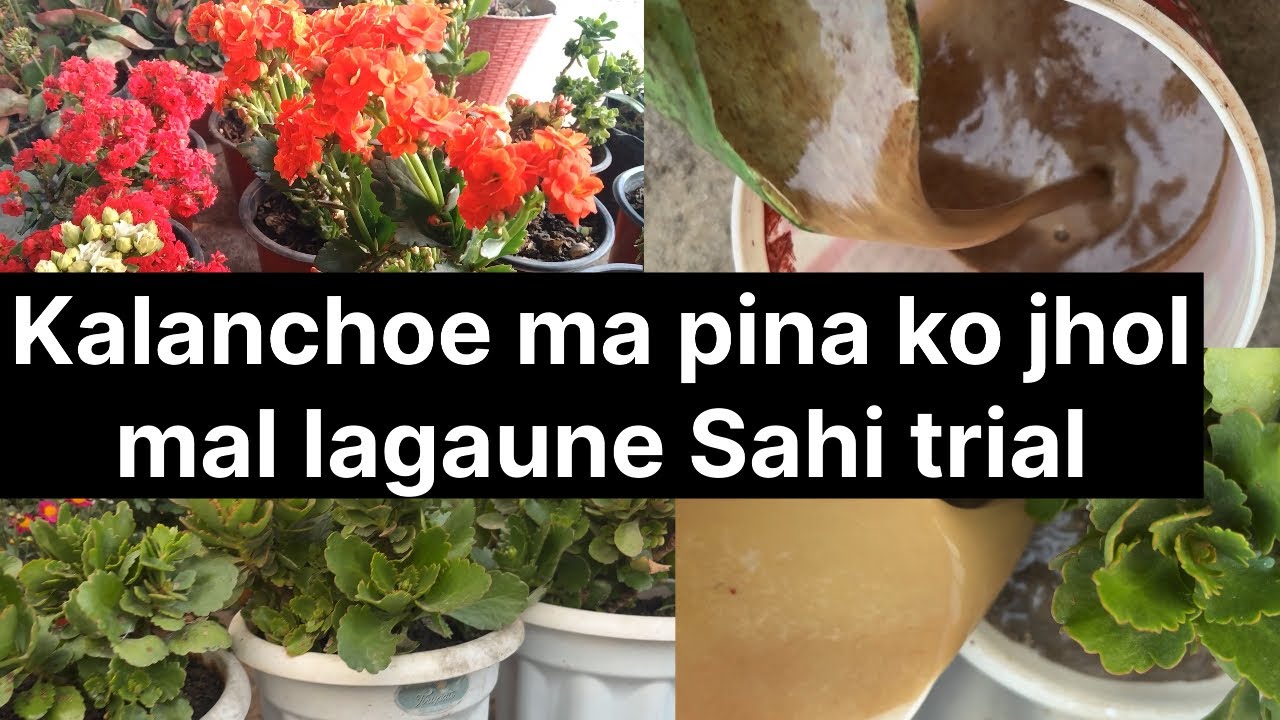 Kalanchoe Ko plant ma gamla vari ful fulaun pinako jhol mal ysari lgaunu hos