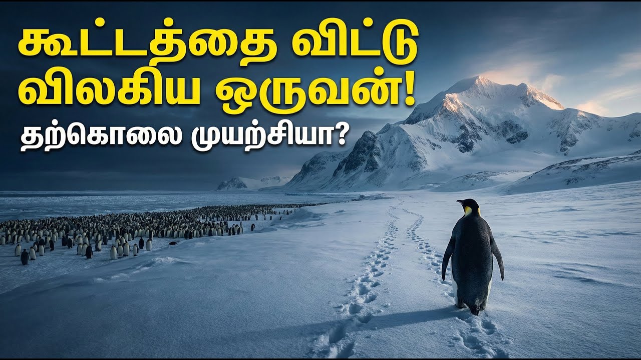 மரணத்தை நோக்கிச் சென்ற ஒரு பென்குவின்! 🐧💔 ஏன்? | The Lonely Penguin Mystery #penguins