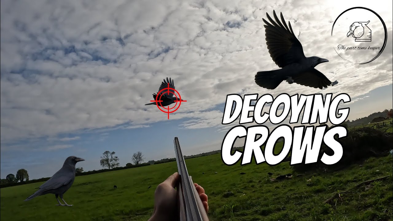DECOYING CROWS | Protecting the cattle