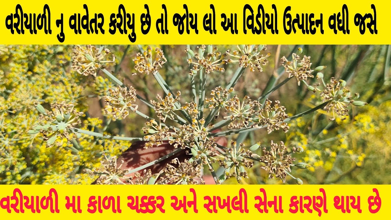 વરીયાળી મા કાળા ચક્કર અને સખલી સેના કારણે થાય છે#વરીયાળી ના પાક ની માહિતી#વરીયાળી નુ વાવેતર કરીયુ છે