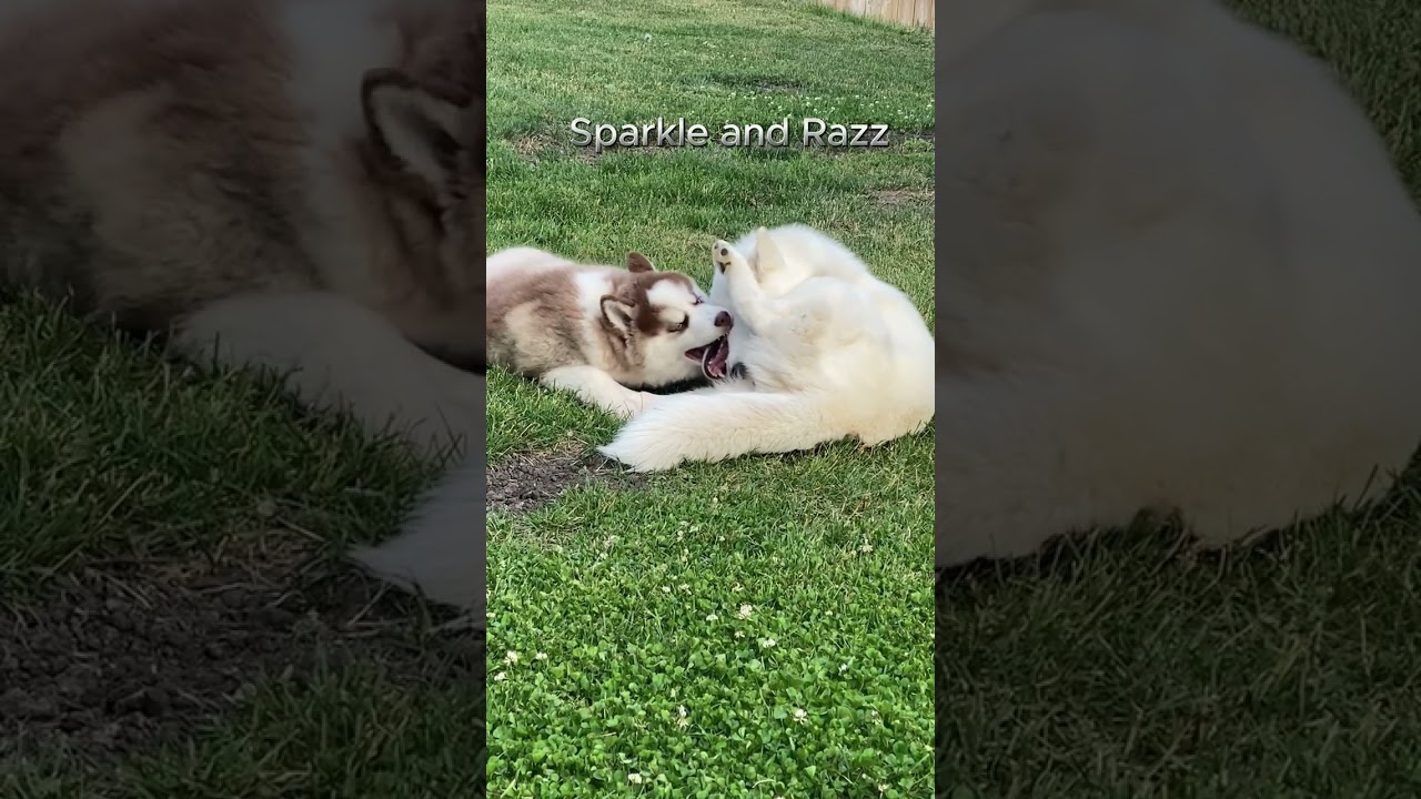 Sparkle and Razz playing outside