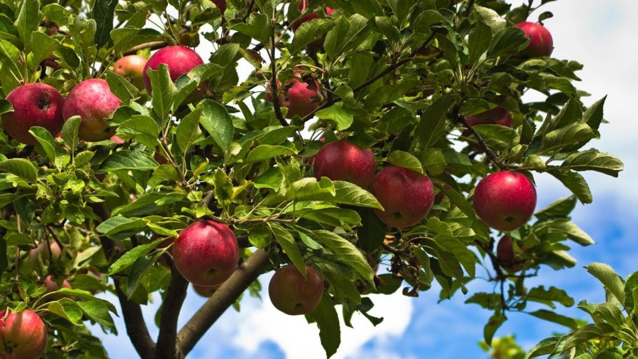 Apple picking | Cueillette de pommes au Québec