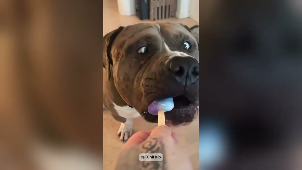 #pets #funny #cat #dog #funnyvideo