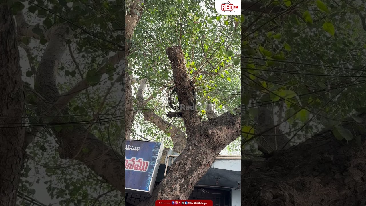 Bhimavaram Mavullamma Temple | Andhra Pradesh | Red FM Telugu
