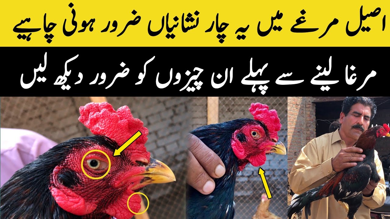 Part 1 || Aseel Murga Ki Pehchan Kase Karte Hain || Aseel Murga Ki Pehchan Ka Asan Tarika