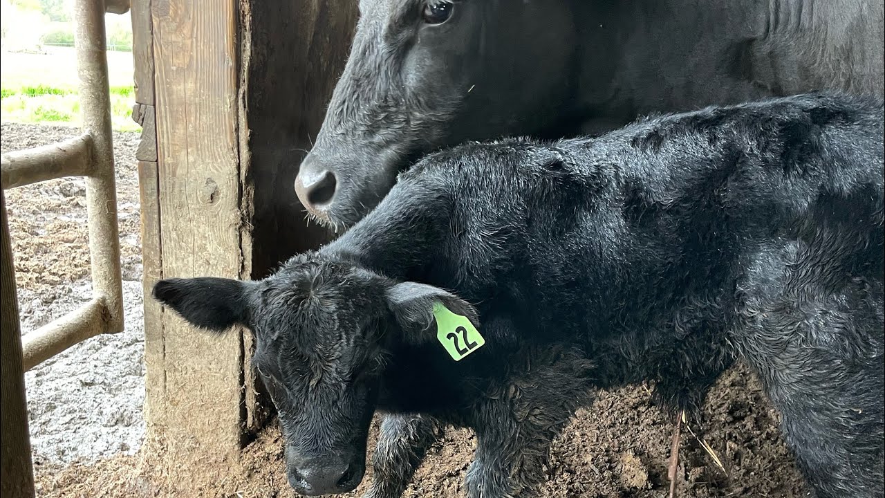 Another baby has arrived‼️