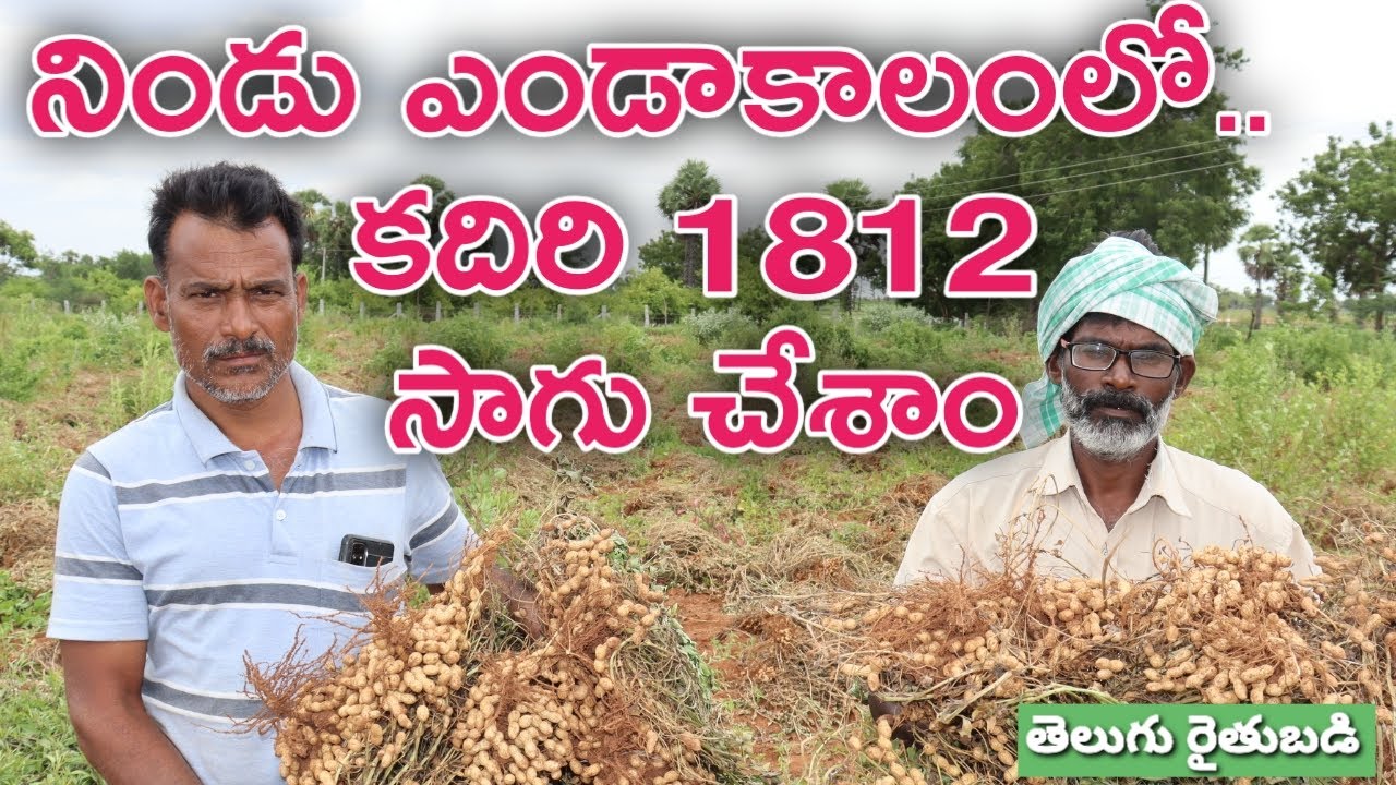 కదిరి వేరుశనగ.. ఎకరానికి 40 బస్తాల దిగుబడి.. 50 వేలకు పైగా రాబడి | Kadiri Lepakshi-1812