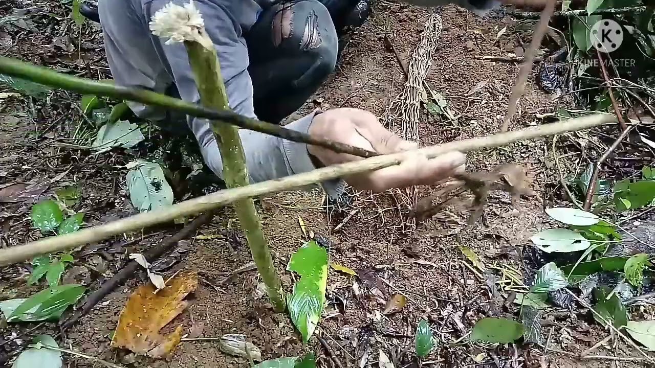 Passo a passo da rede na morada do tatu