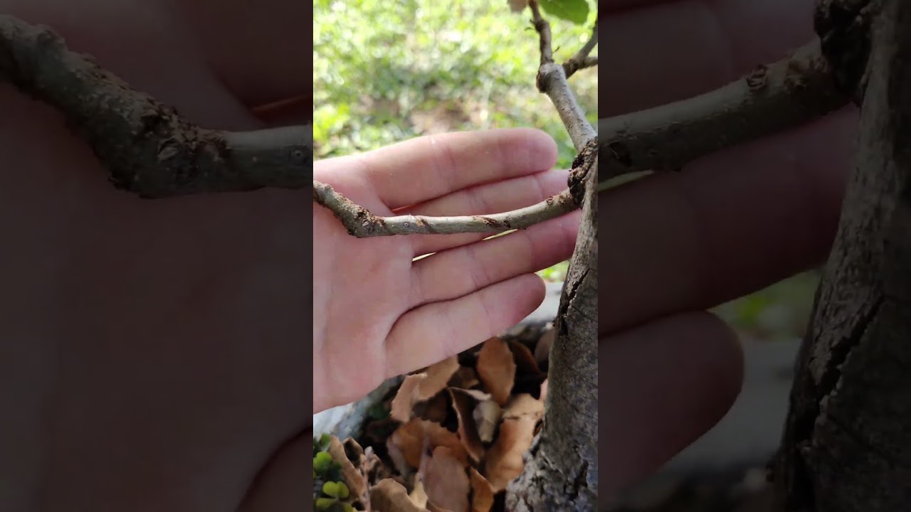Aggiornamento Leccio Yamadori - Prebonsai