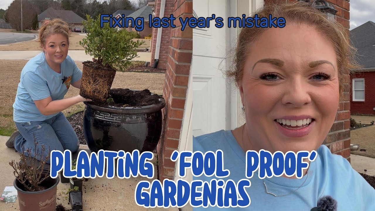 Planting 'Fool Proof' Gardenias