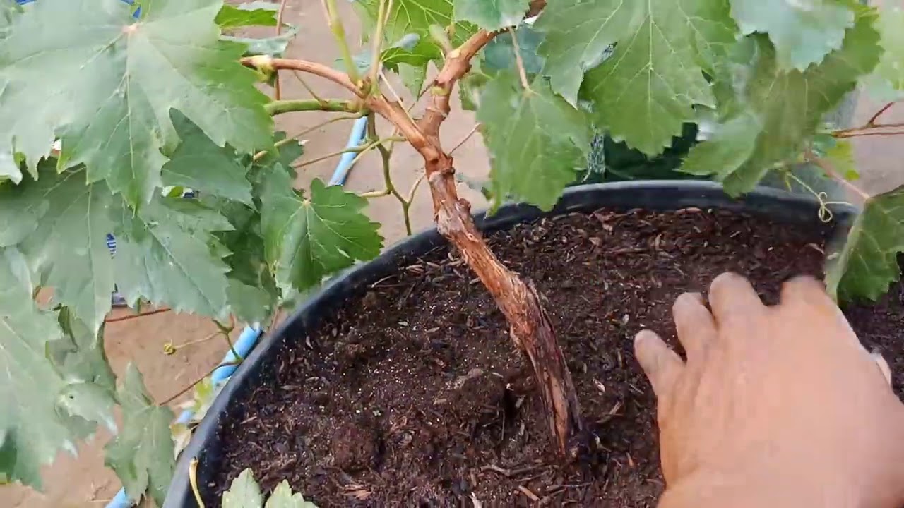 Membuat Bonsai Anggur