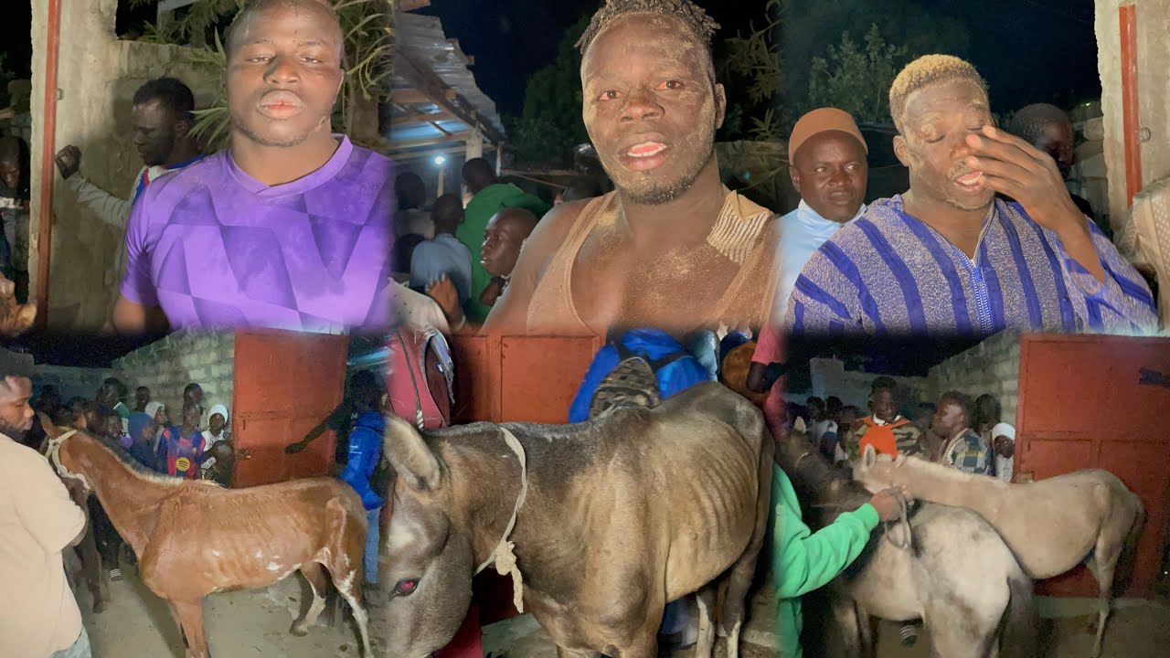 Partage des 12 chevaux 🐎 NGAGNE SENE, MONUMENT, MBINE NDIOL, LAMB FIMELA CENTRE VILLE12 janvier 2026