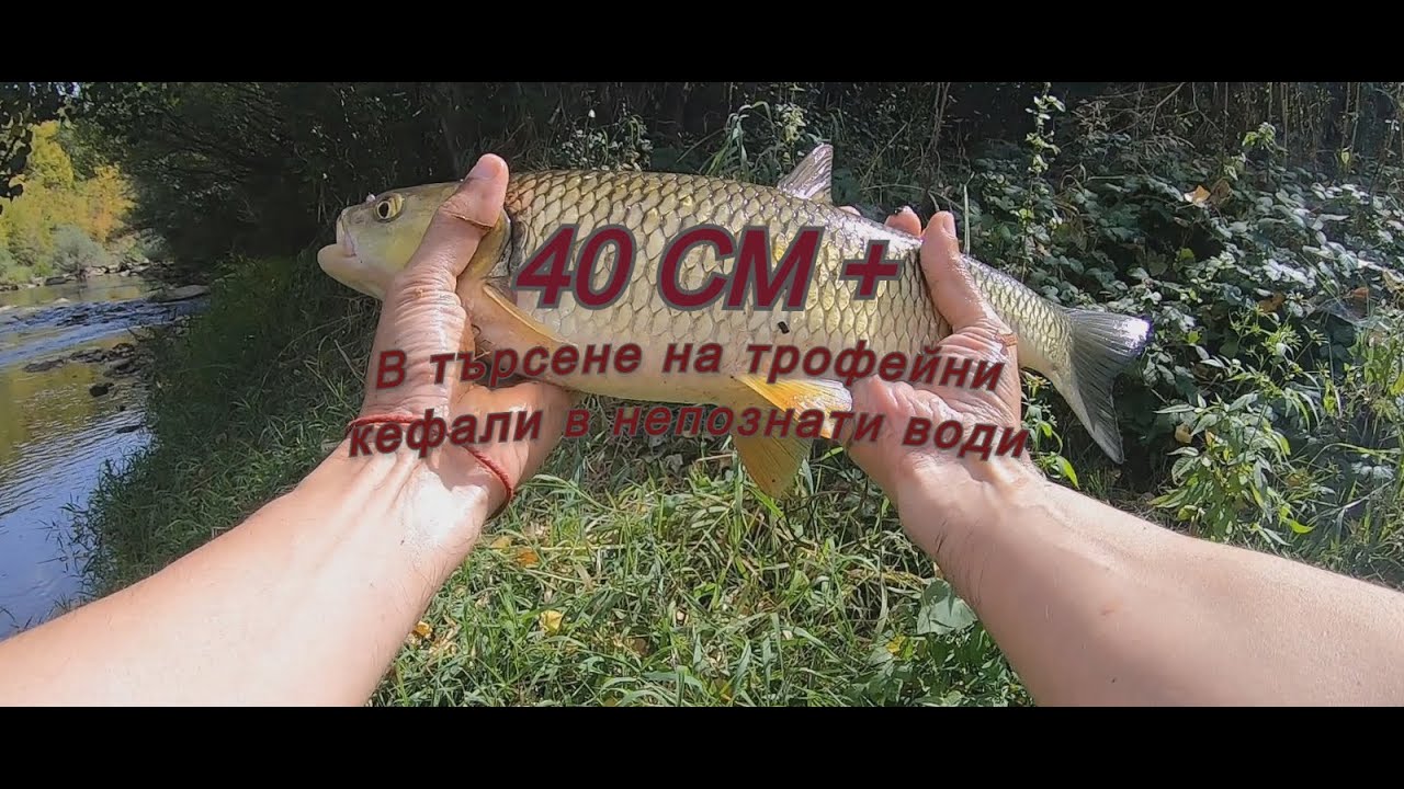В търсене на трофейни кефали в непознати води  + Подарък