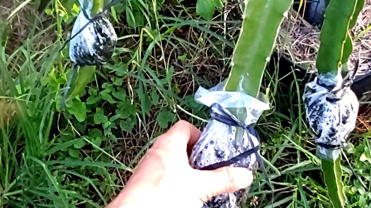 Dragon Fruit - Experiment to create dragon fruit roots without cutting branches