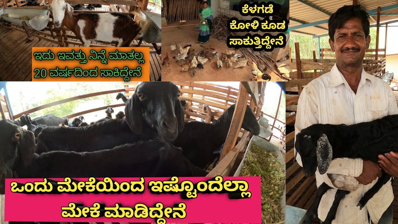 ಮೇಕೆ ಸಾಕಾಣಿಕೆಯಲ್ಲಿ ಅತಿ ಹೆಚ್ಚಿನ ಲಾಭವಿದೆ.. ಒಂದು ಮೇಕೆಯಿಂದ ಇಷ್ಟೆಲ್ಲ ಮೇಕೆಗಳಾಗಿವೆ.. ಇದರ ಕೆಳಗೆ ಕೋಳಿ ಸಾಕಾಣಿಕ