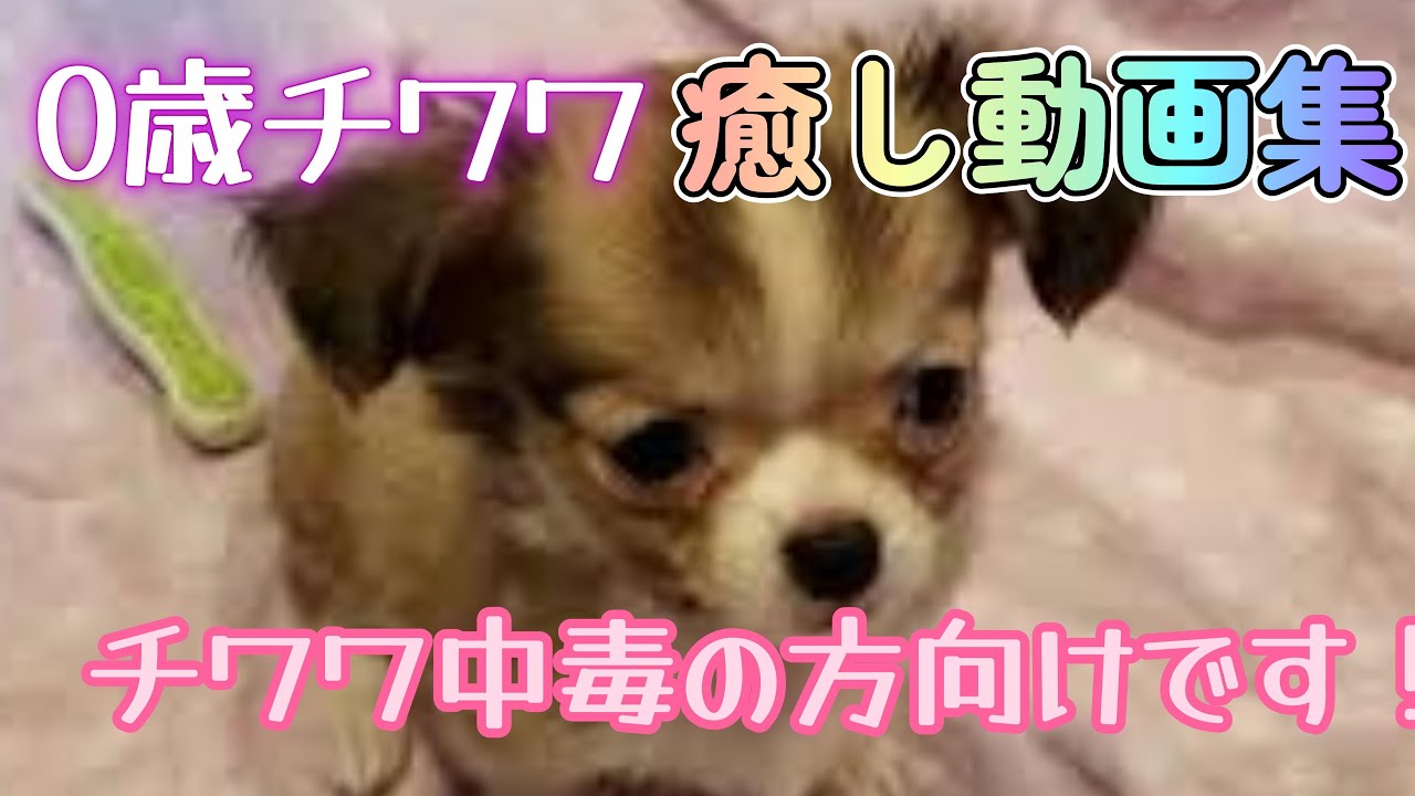 【チワワ中毒向け動画】０歳チワワを見て『チワワせ(幸せ)』になる動画です！