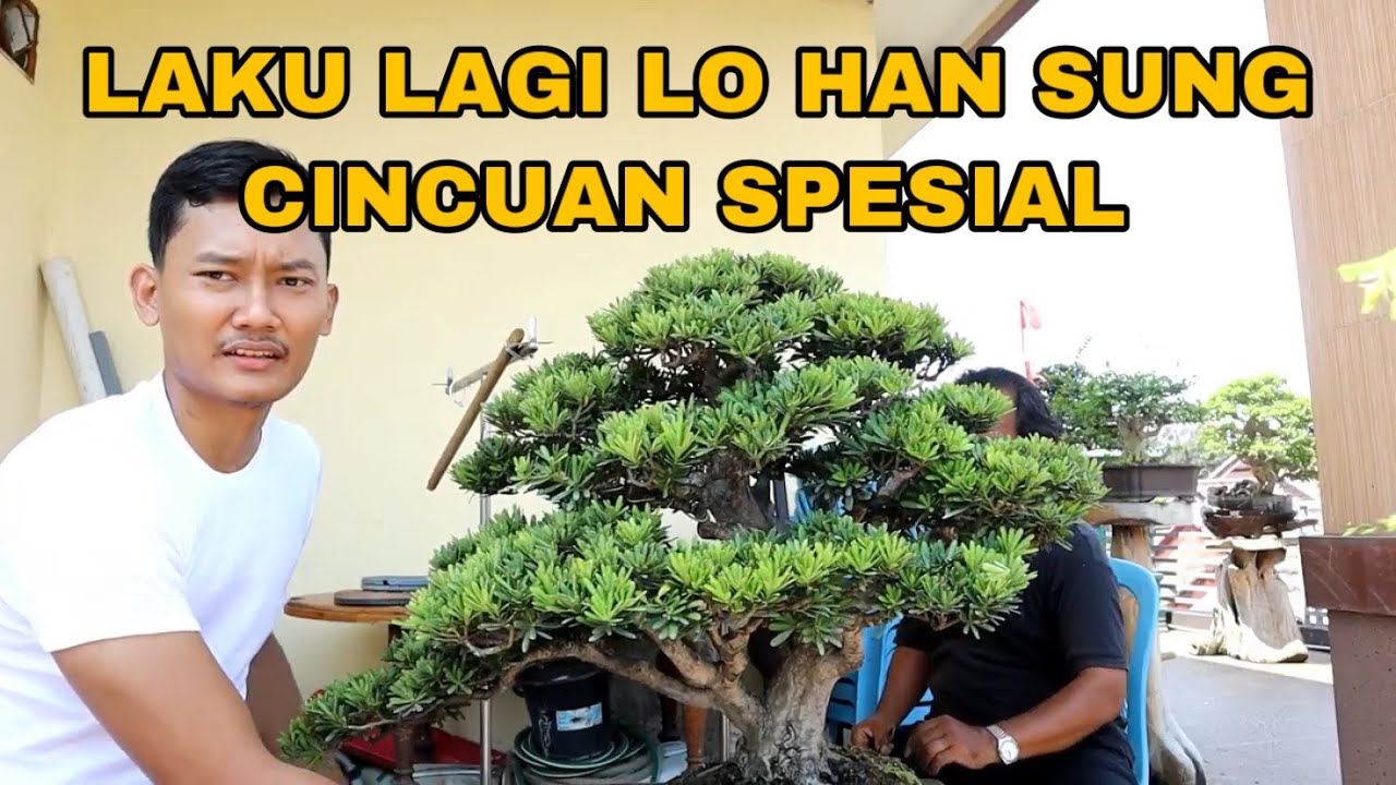 Packing Bonsai lagi Orderan dari Bos Kediri Lohansung Cincuan Spesial
