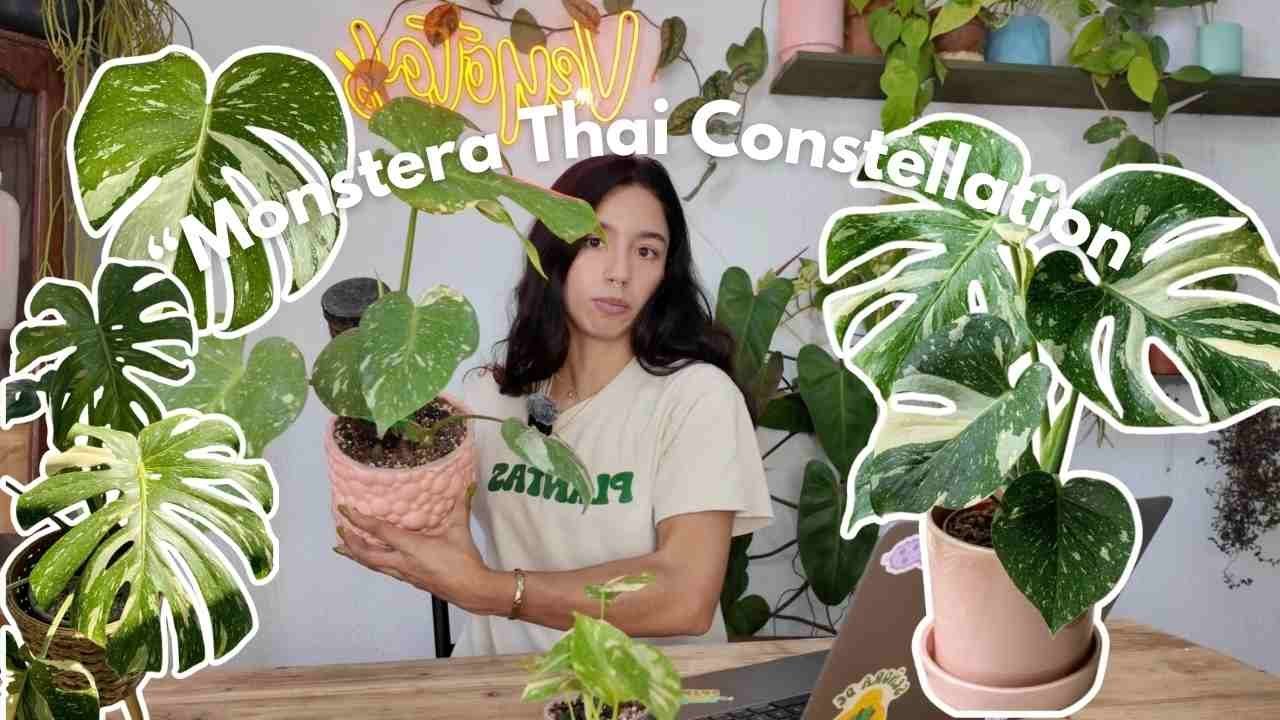 Monstera Thai Constellation 🌟 | Guía completa de cuidados para principiantes | Veyotas