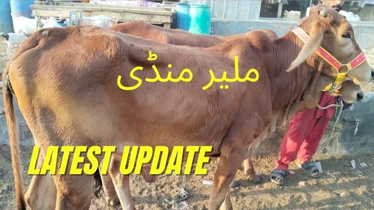 Malir Mandi Latest Update 🐄 | Beautiful Desi Cows | Cow Market Tour | Animal Update Pakistan