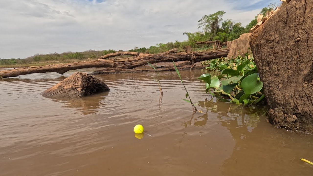 Pescaria de traíra no Rio secando até caborje estavam no atoleiro Fritamos tudo que pegamos 