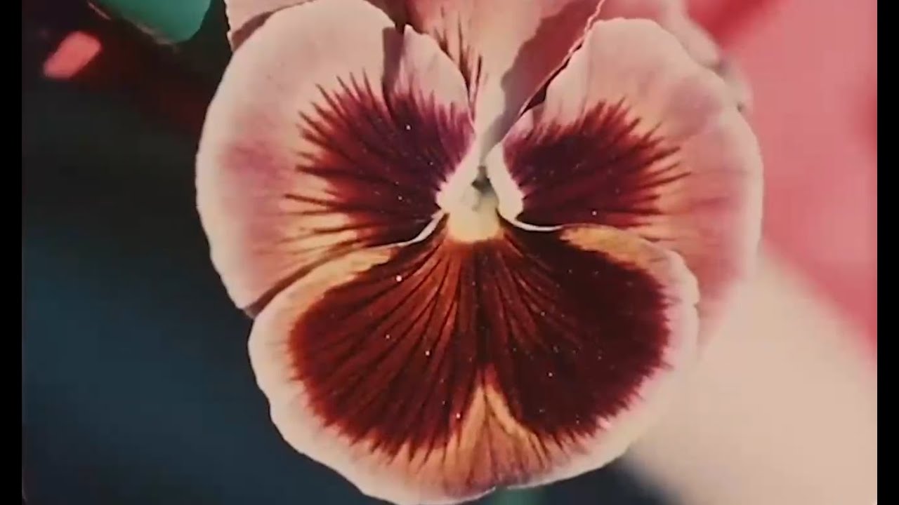 Nascita della primavera, 1954