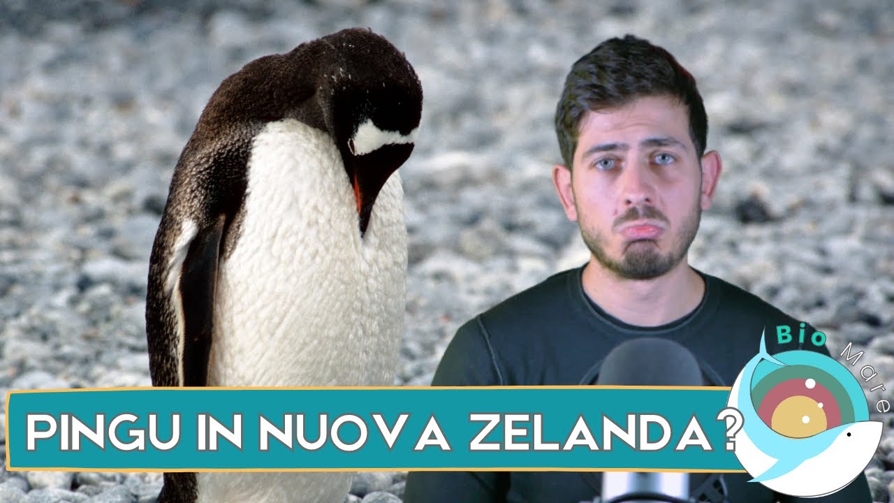 UN PINGUINO DI ADELIA IN NUOVA ZELANDA? - BIOMARE 35# - SUB H2O