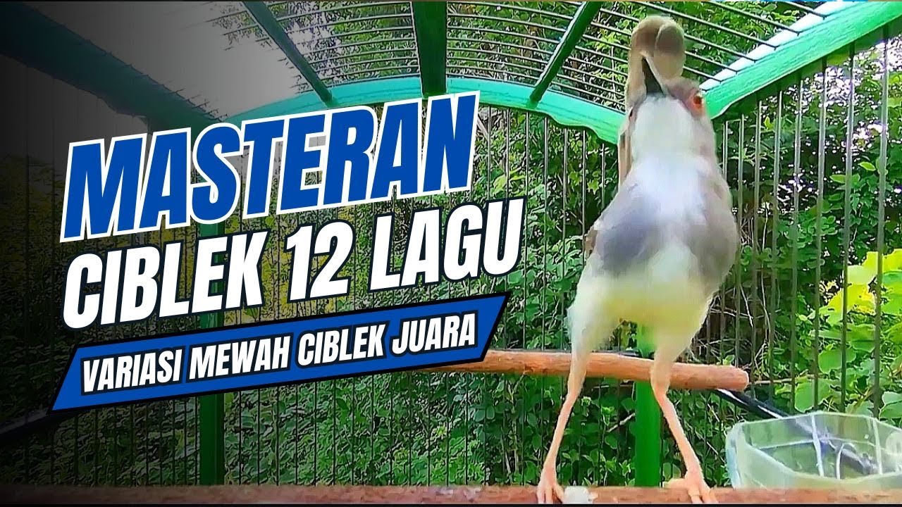 Suara CIBLEK KRISTAL Gacor Ngebren 12 Variasi Mewah Untuk MASTERAN BURUNG Ciblek Semi dan Pancingan