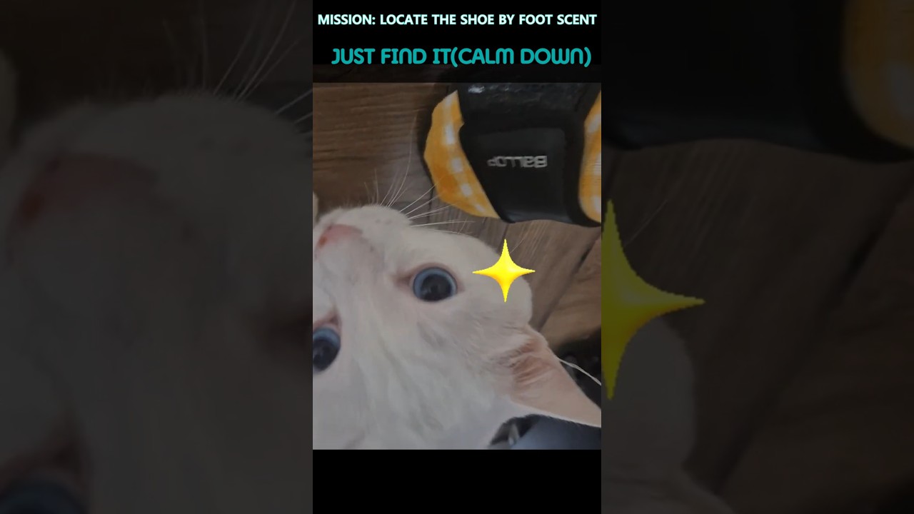 MISSION: LOCATE THE SHOE BY FOOT SCENT