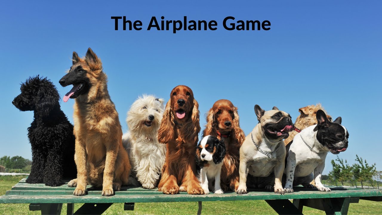 Brain Training for Dogs| Curing Sadie’s Whining
