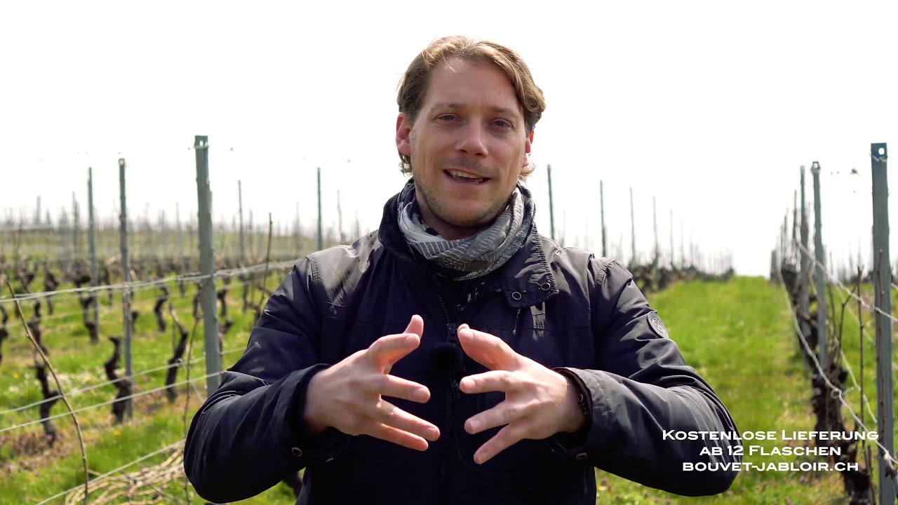 Der Rebschnitt bei der Domaine Bouvet-Jabloir in Auvernier