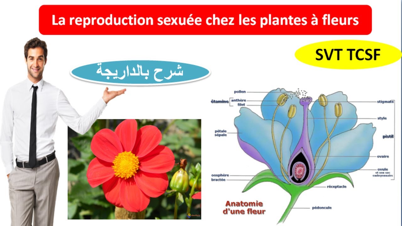la reproduction sexuée chez les plantes à fleurs (شرح بالداريجة) 2