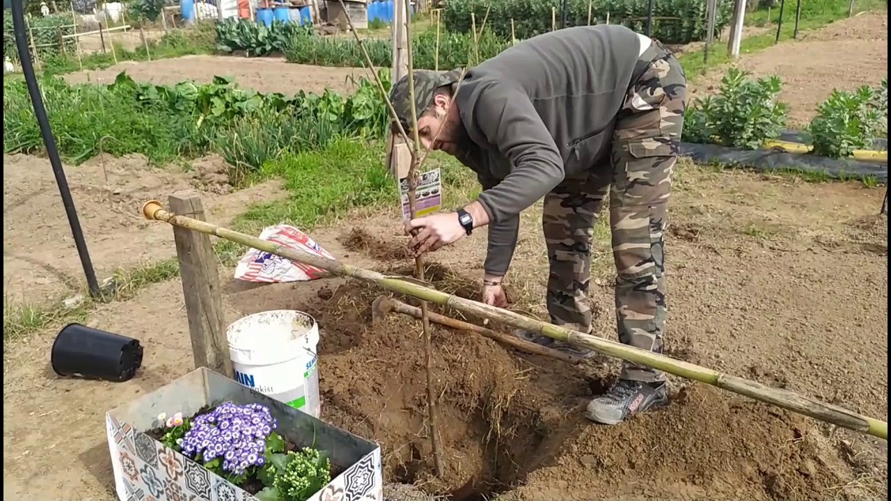 como y cuando plantar cerezo/ el huerto de Kevin/ arboles frutales