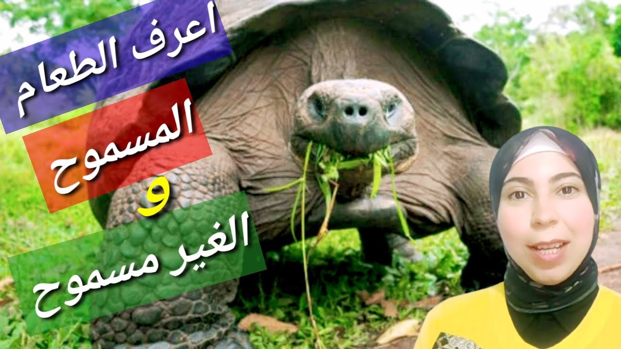 طريقة تنويع الطعام للسلاحف وتعودهم على أصناف جديدة