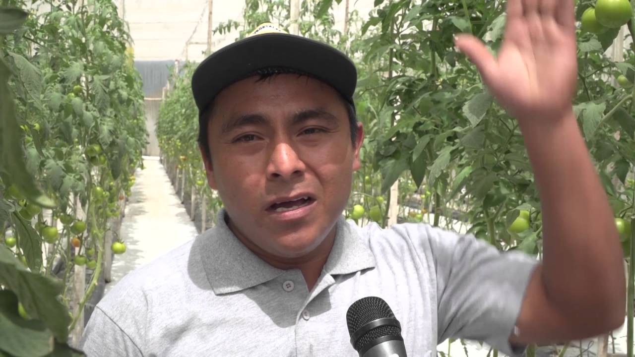 AgroTV - 170: Cultivo hidropónico de tomate y pepino