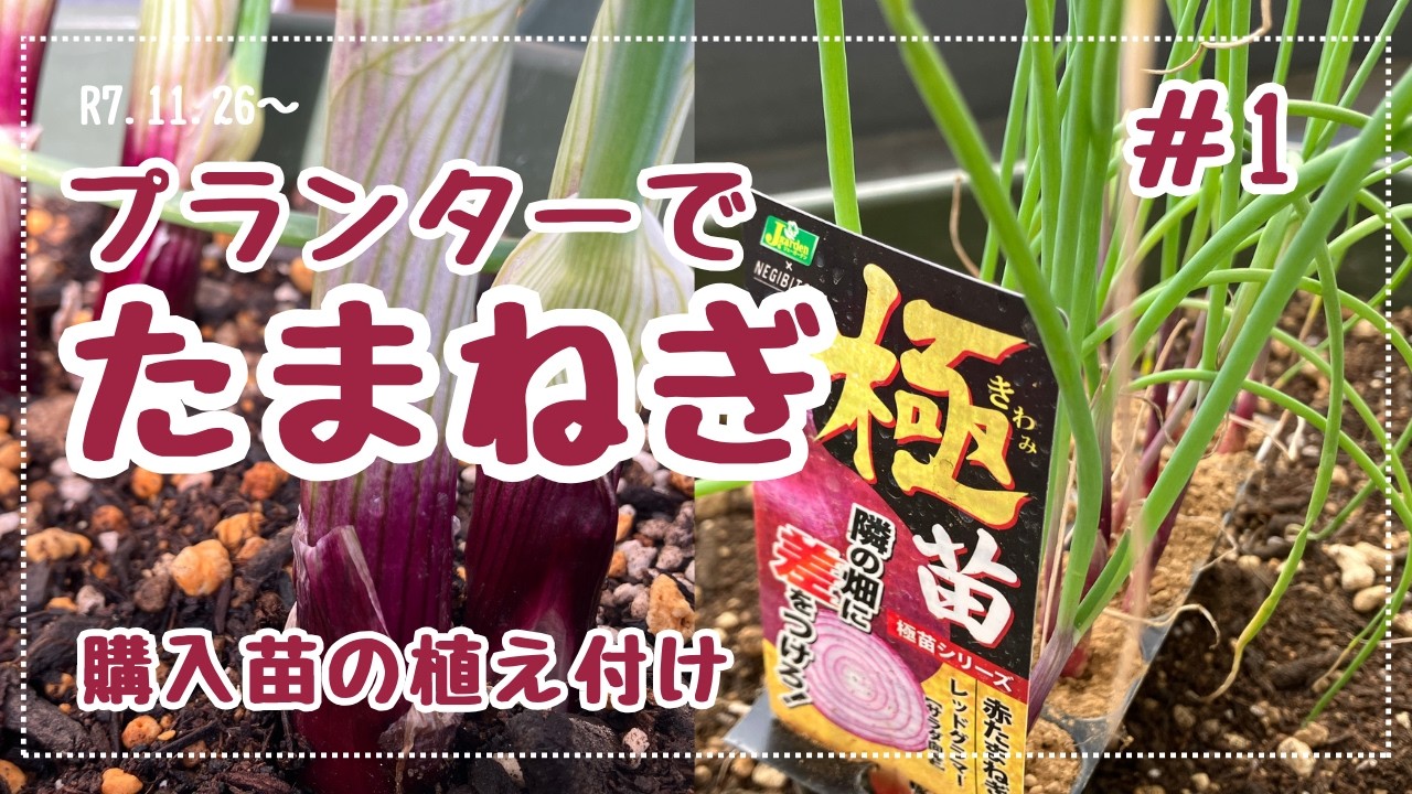 購入苗から始めるたまねぎ栽培＃1【11月〜2月の記録】