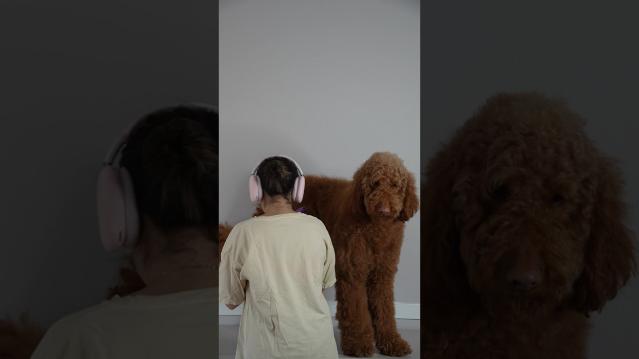 At home grooming session with my golden doodle 🐶✂️ #rickseavlogs #grooming #dog #goldendoodle