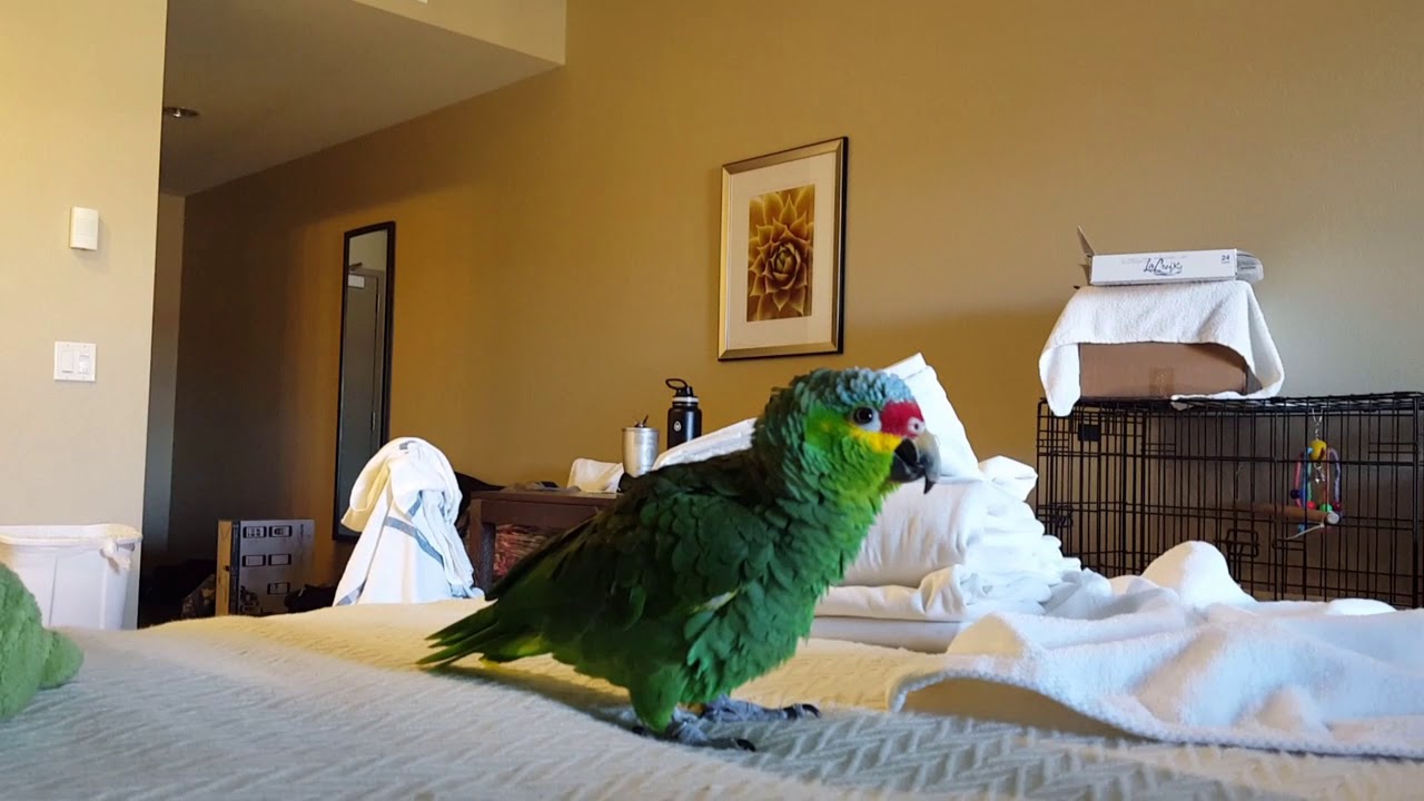 Gus the red lored Amazon talking gibberish