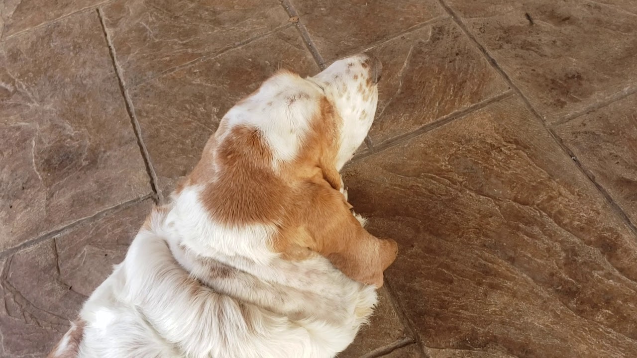 THE HOWL OF THE BEHEMOTH BASSET HOUND MEATBALL
